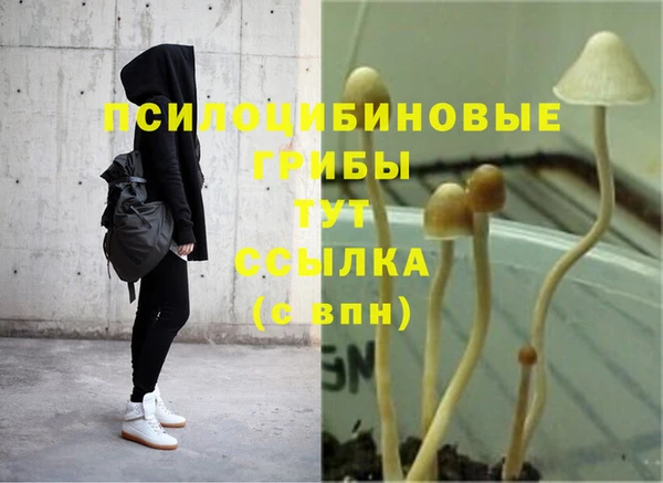 ГАЛЛЮЦИНОГЕННЫЕ ГРИБЫ Аркадак